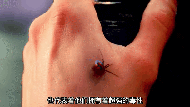 蜘蛛在玄学上的意义