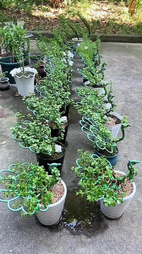孔雀盆景造型图片