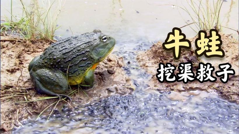 牛蛙视频搞笑