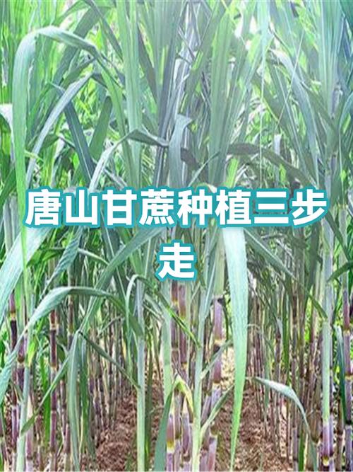 java版甘蔗怎么长的快缩略图