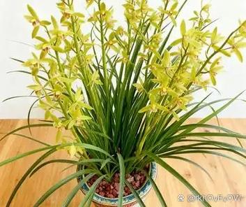 兰花叶子干瘪