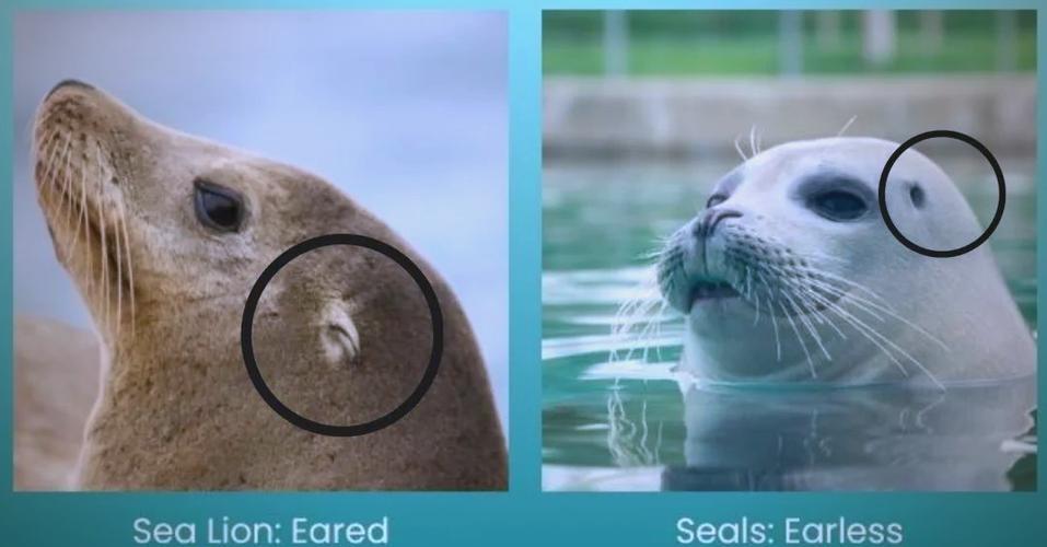 海狮的介绍和特点缩略图