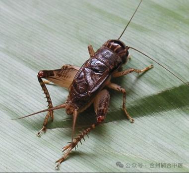蛐蛐怕水么