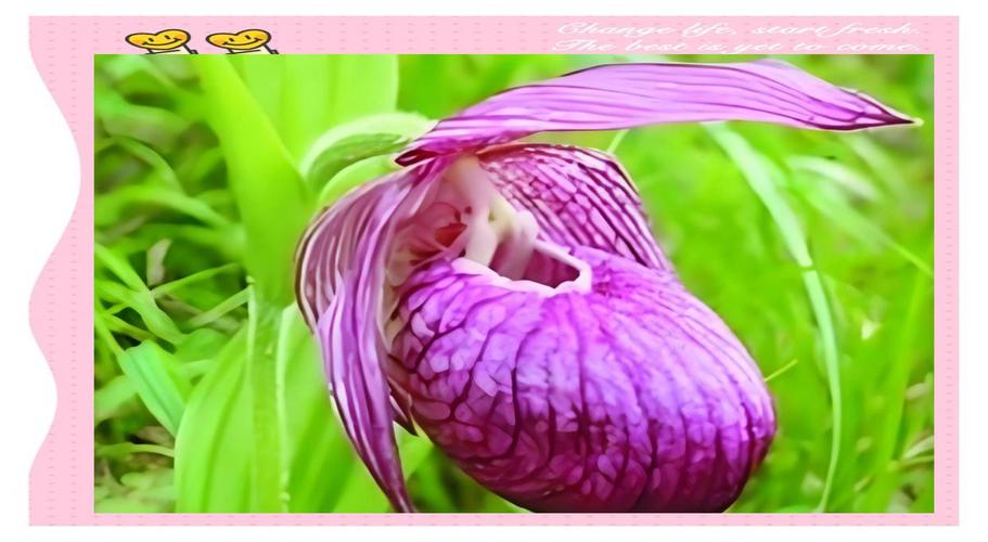 东北狗篮子花是什么花