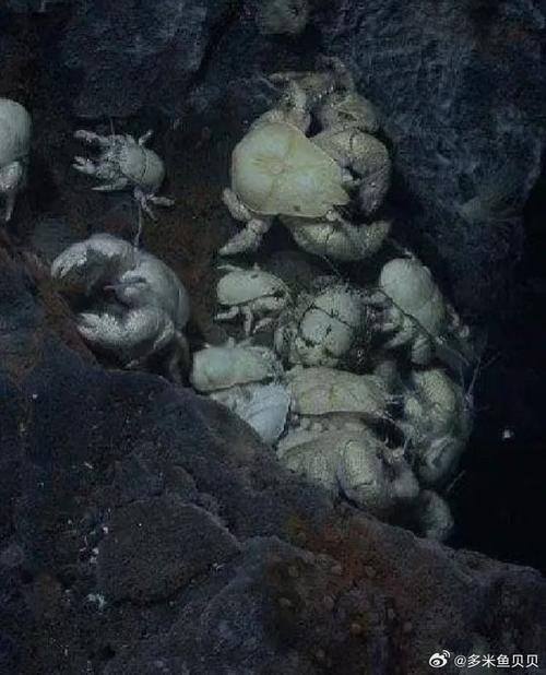 无冬镇物语寒冰蟹