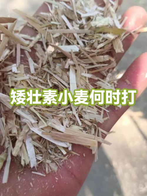 矮壮素什么时候打最好