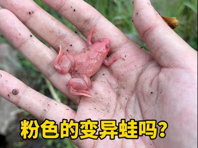 蛙粉色是什么颜色