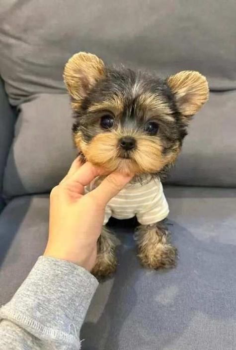 最适合家养的小型犬