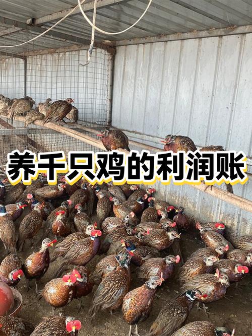 养千五只鸡利润最高多少