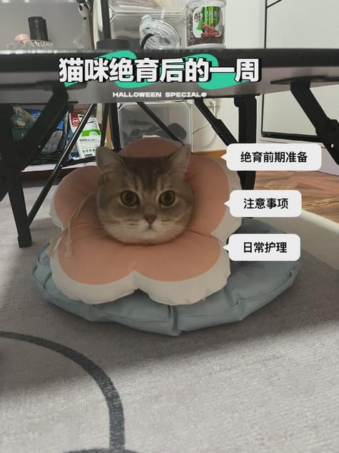 猫恢复出厂设置了怎么办截图