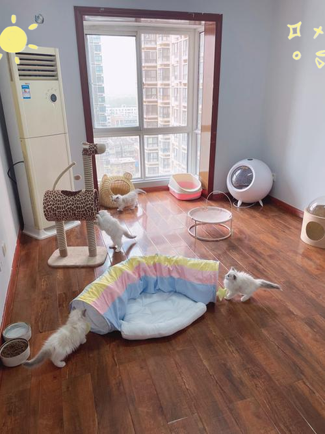 什么叫后院猫舍