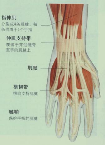 手筋图解和肌腱