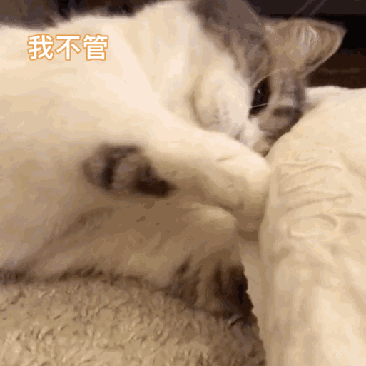 猫老是扑人咬人什么原因图标