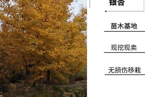 大银杏树图标