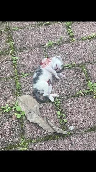 猫猫死掉了会去喵星吗