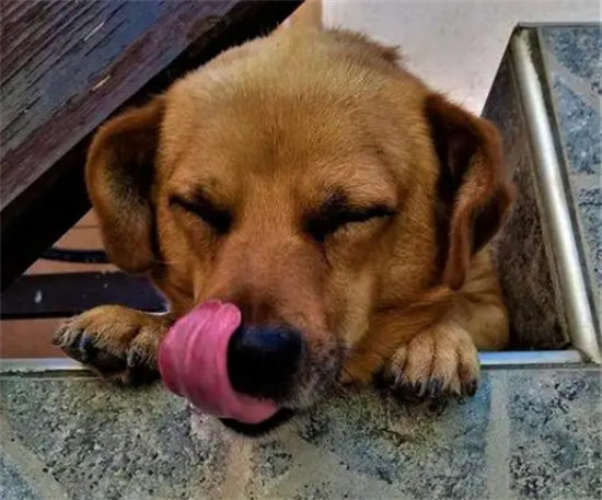 细小病毒狗狗撑过几天可以没事