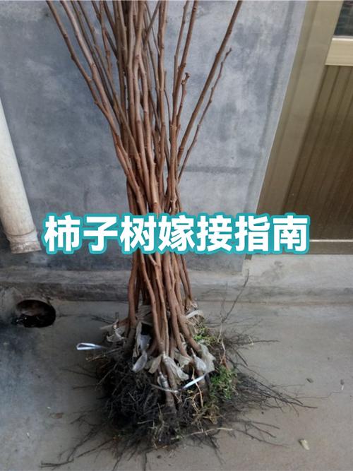 柿子树嫁接方法和时间图标