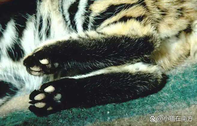 猫爪是黑色的是什么猫