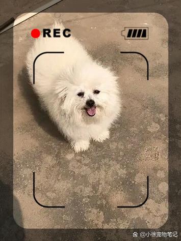 捡到一只流浪狗全文阅读截图