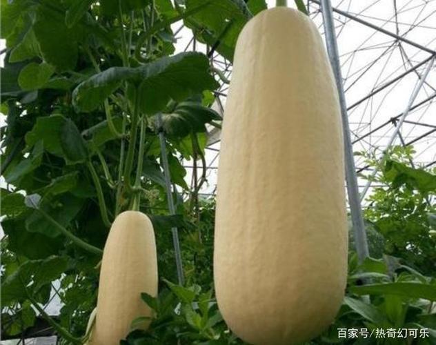 100种瓜类
