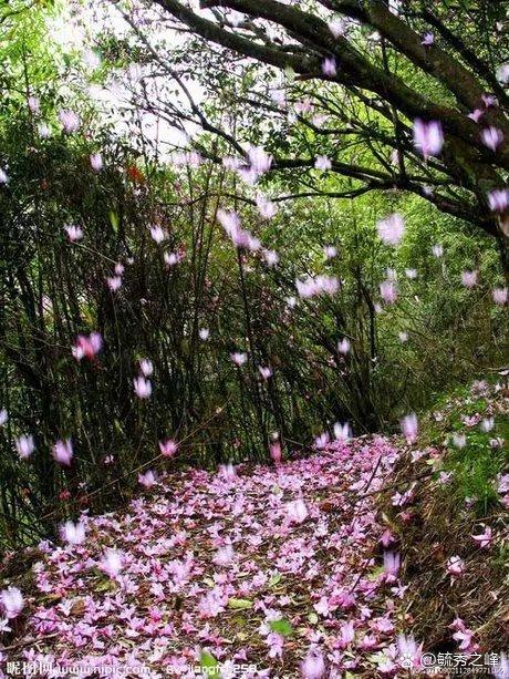 落花流水暗示什么感情