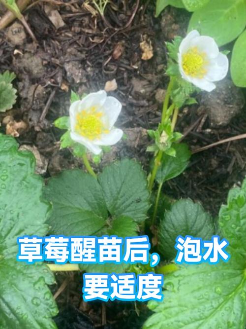 种草莓需要泡水吗游戏截图