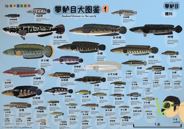 原神图鉴大全缩略图
