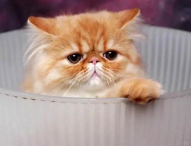 猫咪走路不稳怎么回事