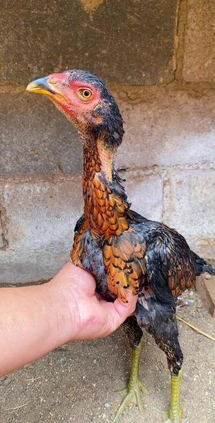 小斗鸡如何挑选精品