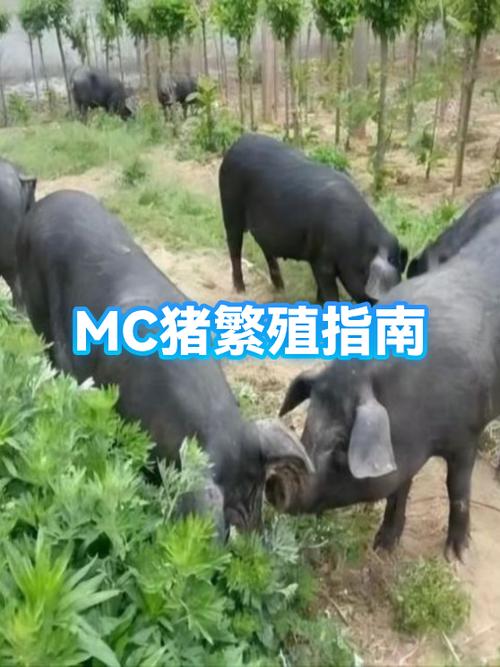 我的世界怎么让村民养猪图标