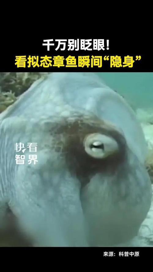 鼠标一点表格字就自动消失缩略图