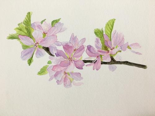 樱花什么颜色好看