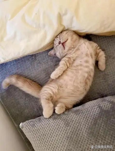 猫为啥会咕噜咕噜响缩略图