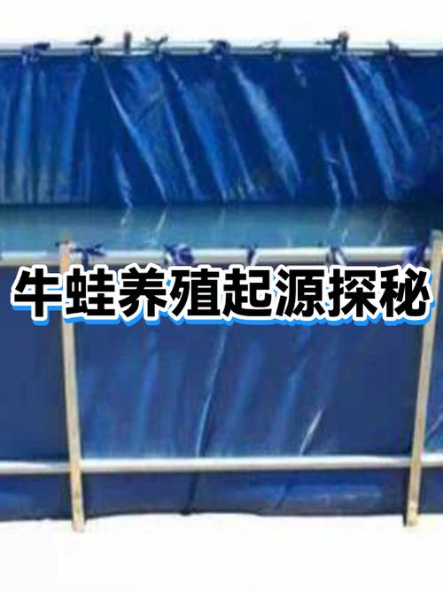 牛蛙起源于哪里