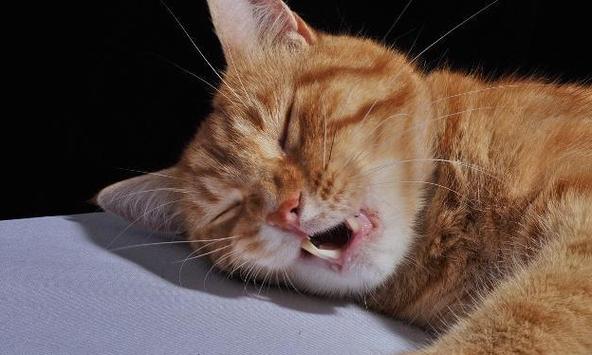 猫咪睡觉时呼吸声很重截图