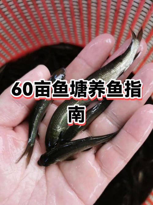 养鱼对人的好处截图
