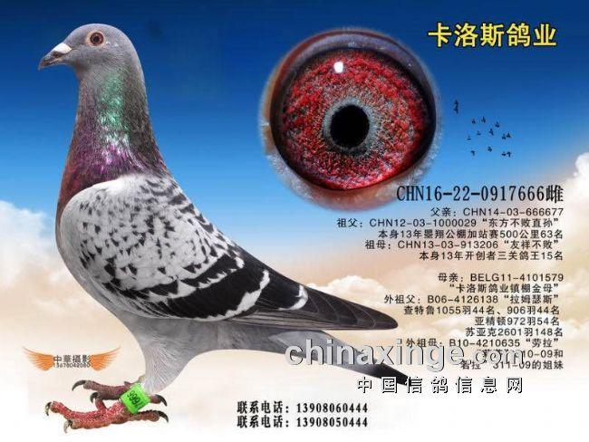 爱羽赛事直播鸽网截图