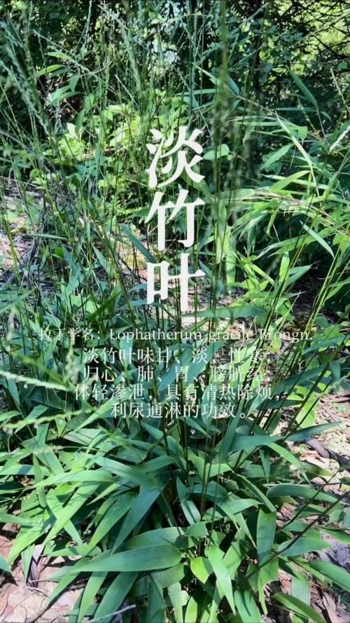 淡竹叶功效主治
