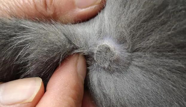 猫咪身上硬疙瘩有结痂