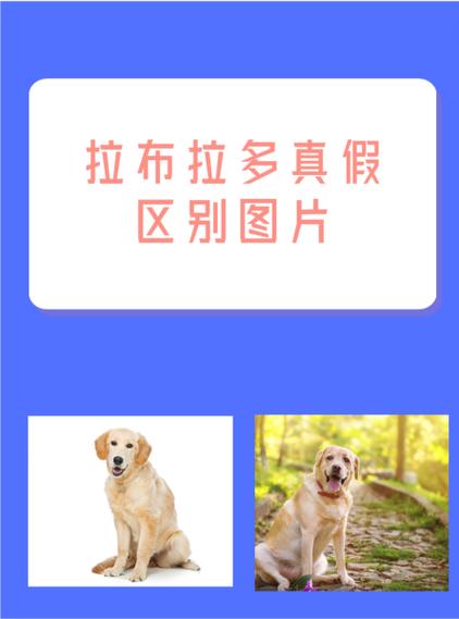 拉布拉多的特点