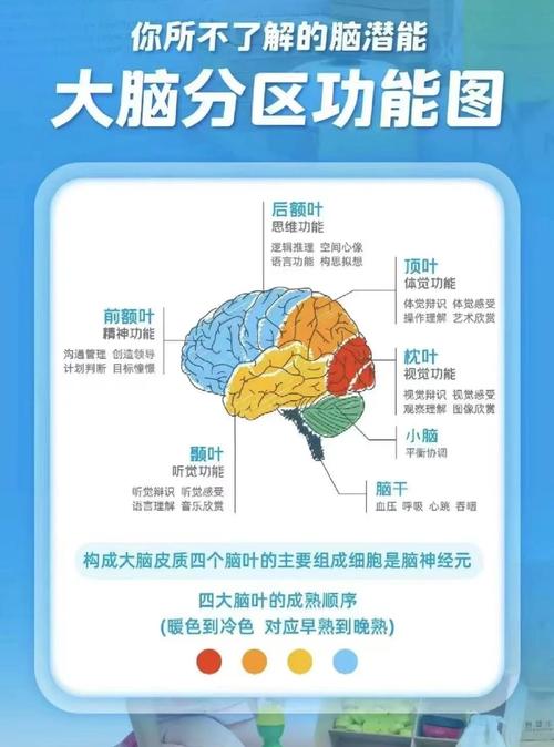 右脑脑鸣怎么回事