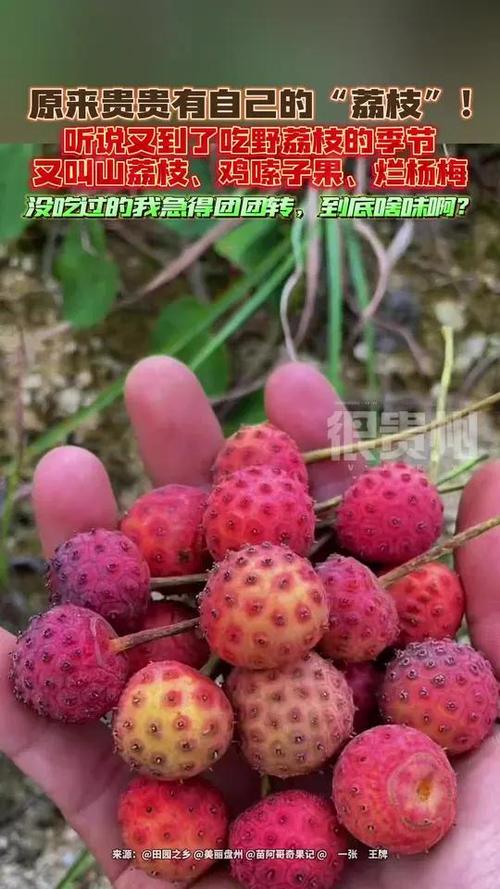 山荔枝又叫什么