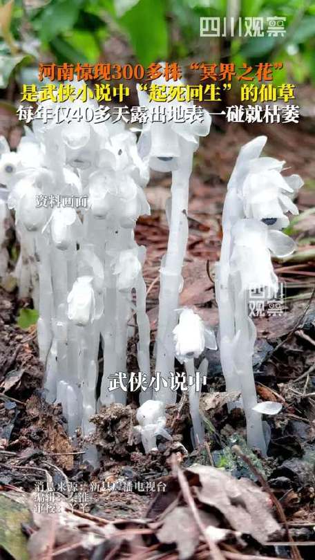 河南发现300多株水晶兰