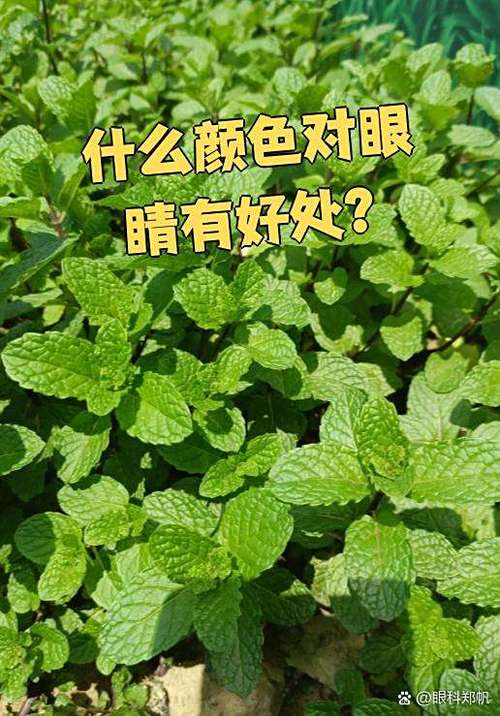 什么颜色对眼睛有好处