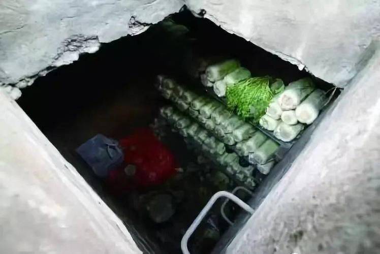 挖菜窖最忌讳三个地方缩略图