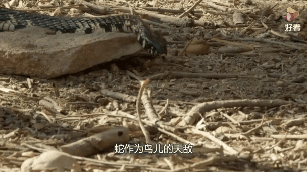 贪吃大蛇截图