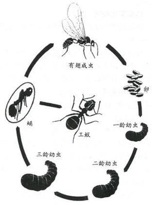 蚂蚁怎么变成蚁后的