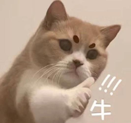 喵赞审核为什么老不通过截图
