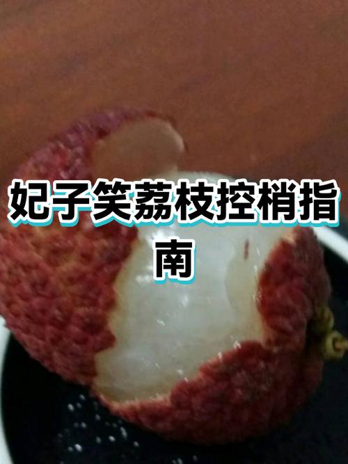 荔枝控梢最佳时间