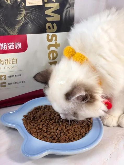 布偶猫一天喂几次猫粮